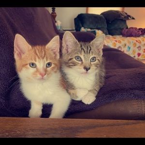 Meet your Posher, Rylee